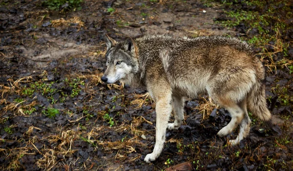 オオカミ。森の大きなオオカミを攻撃する準備を進めてください。. — ストック写真