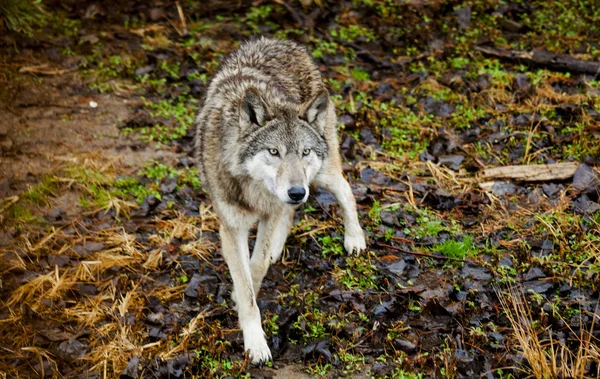 Lobo. Un lobo grande en el bosque se prepara para atacar . — Foto de Stock