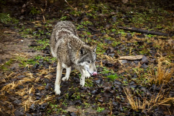 Wolf. A large wolf in the forest is preparing to attack. — Stock Photo, Image