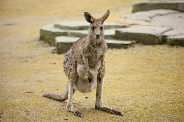 Kangoeroe. Kangoeroe wandelingen in de savanne in Australië. — Stockfoto