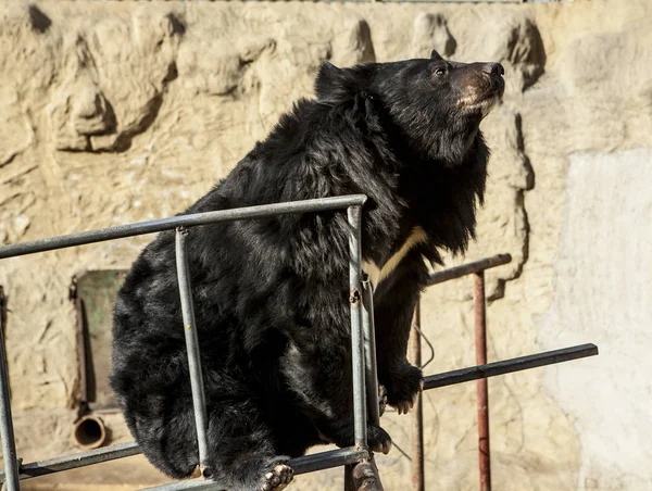 Orso himalayano. Orso da circo, su un'altalena. Primo piano dell'orso . — Foto Stock