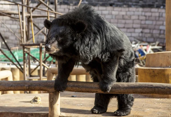 Orso himalayano. Orso da circo, su un'altalena. Primo piano dell'orso . — Foto Stock