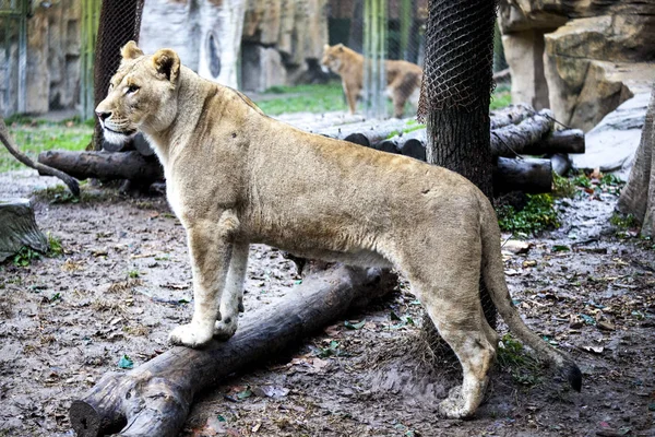 Den kvindelige ligra. Ansigt nærbillede af en hybrid af tiger og løve . - Stock-foto