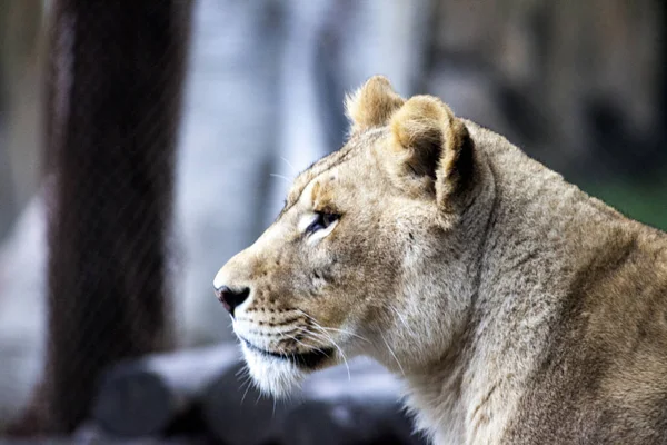 The female ligra. Face closeup of a hybrid of tiger and lion. — Stock Photo, Image