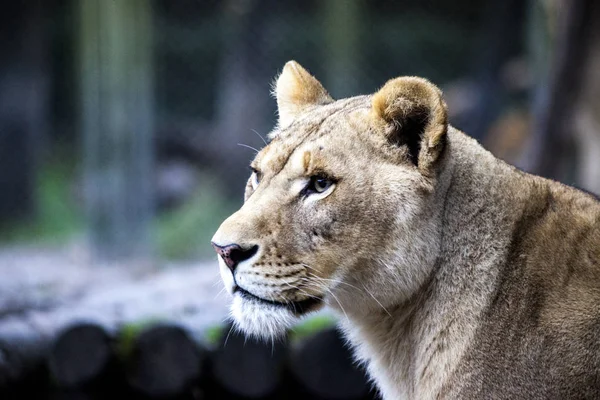 Den kvindelige ligra. Ansigt nærbillede af en hybrid af tiger og løve . - Stock-foto