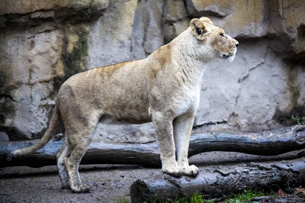 Den kvindelige ligra. Ansigt nærbillede af en hybrid af tiger og løve . - Stock-foto