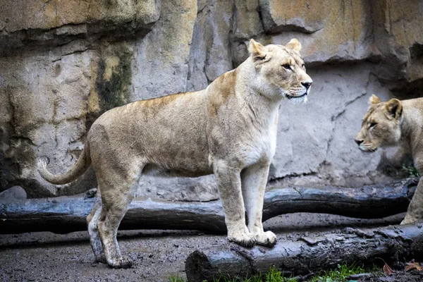 Naisligra. Kasvot lähikuva hybridi tiikeri ja leijona . — kuvapankkivalokuva
