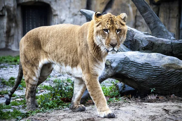 Iso liger kävelylle eläintarhassa. Olen Ligr. Leijonan ja tiikerin risteytys. Iso urosligra. — kuvapankkivalokuva