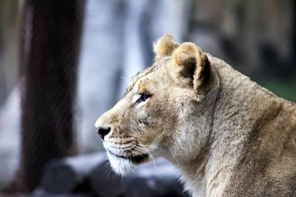 A ligra feminina. Face close-up de um híbrido de tigre e leão . — Fotografia de Stock