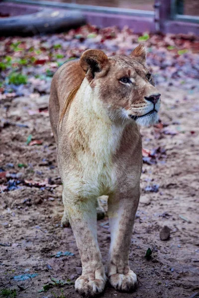 La ligra femenina. Cara de primer plano de un híbrido de tigre y león . — Foto de Stock