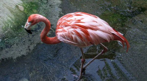 Duży ptak flamingo spacery w przedszkolu zoo. — Zdjęcie stockowe