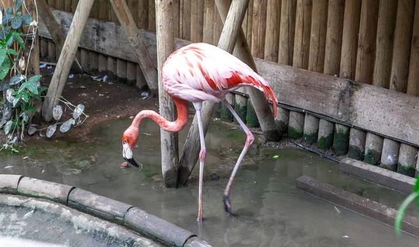 Un grand oiseau flamant rose marche dans la pépinière du zoo . — Photo