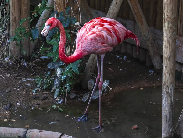 Un grand oiseau flamant rose marche dans la pépinière du zoo . — Photo