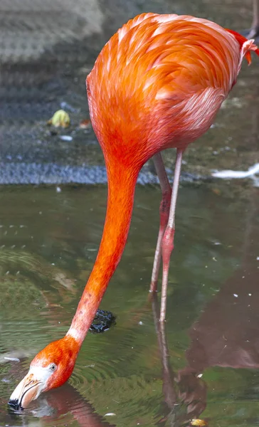 Duży ptak flamingo spacery w przedszkolu zoo. — Zdjęcie stockowe