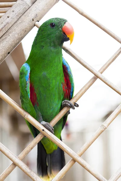 Egy nagy papagáj egy zöld papagáj. — Stock Fotó