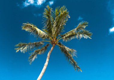 Gökyüzüne ve bulutlara karşı hindistan cevizi ağacı. Tropics, Hawaii.