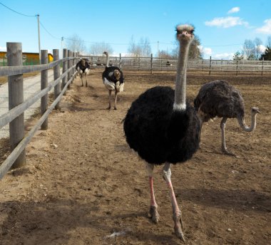Devekuşları köyde, Avustralya bir çiftlikte bir ailenin.