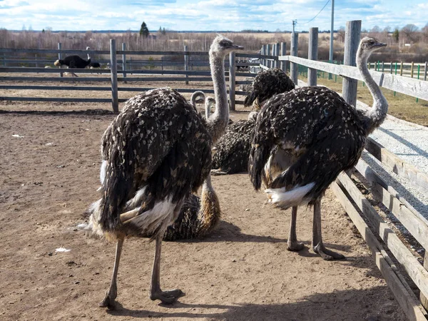 Una famiglia di struzzi in una fattoria nel villaggio, Australia . — Foto Stock