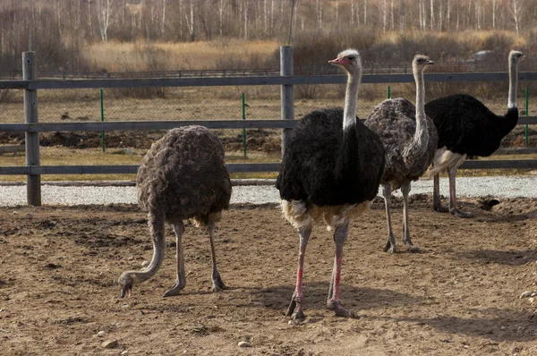 Una famiglia di struzzi in una fattoria nel villaggio, Australia . — Foto Stock