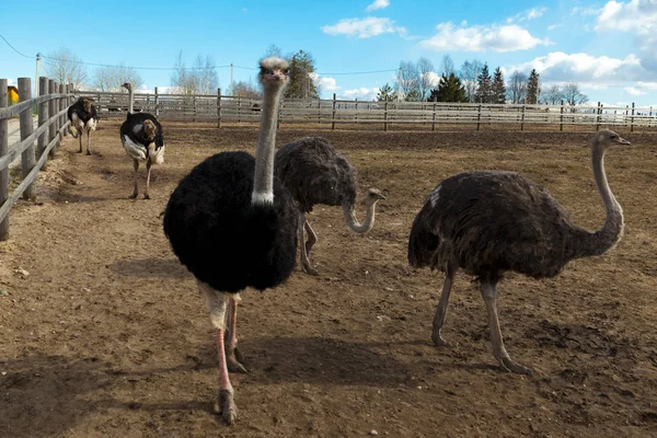 Uma família de avestruzes em uma fazenda na aldeia, Austrália . — Fotografia de Stock