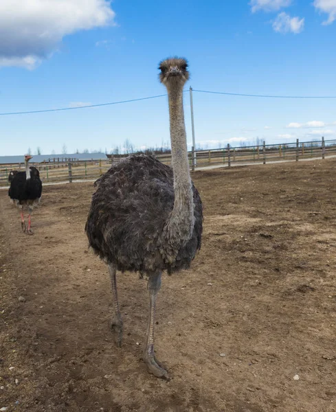 Una famiglia di struzzi in una fattoria nel villaggio, Australia . — Foto Stock