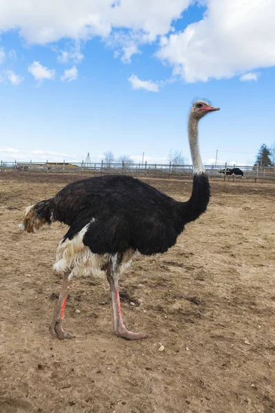 Female of African ostrich on the farm. — Stock Photo, Image