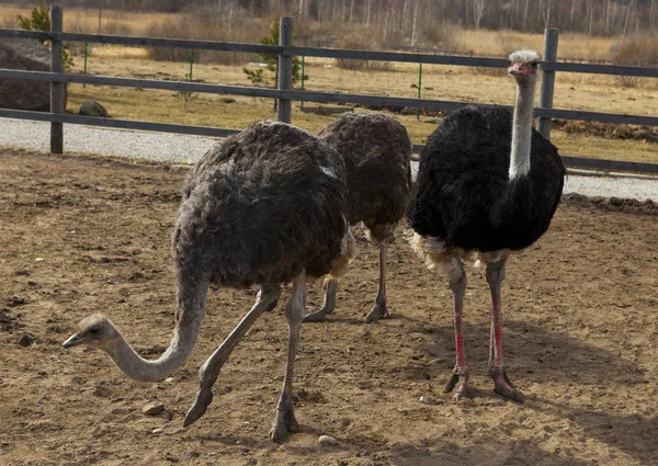 Eine Straußenfamilie auf einer Farm im Dorf, Australien. — Stockfoto