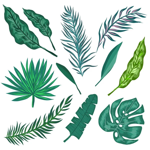 Τροπικούς φοίνικες φύλλα και τα φύλλα της ζούγκλας. — Διανυσματικό Αρχείο