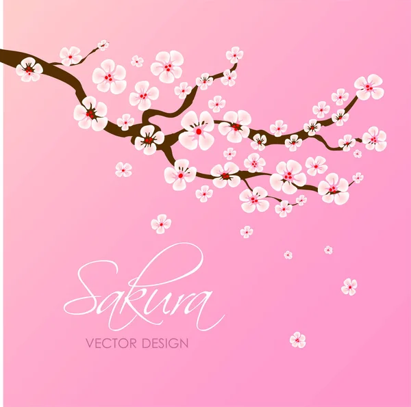 Japanisches und chinesisches Sakura. — Stockvektor