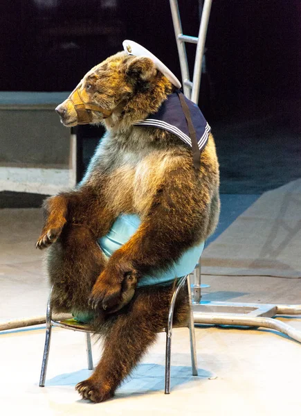 Circo. Un orso è una ginnasta. Un orso circo sulle scale fa acrobazie acrobatiche . — Foto Stock