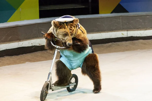 Circo. Un orso su uno scooter. Un orso circo cavalca uno scooter su un'arena circense . — Foto Stock