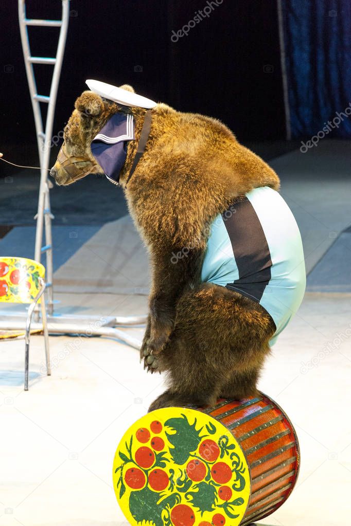 Circus bear. The bear performs in the circus arena.