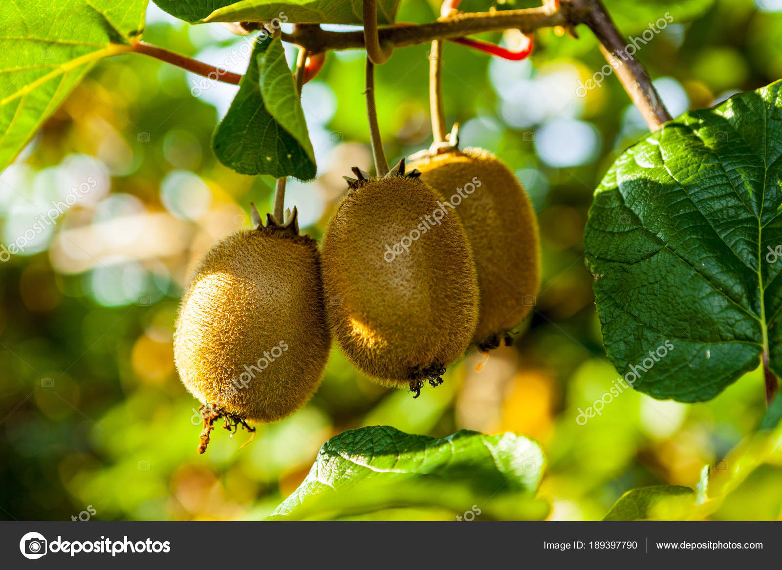Closeup of ripe kiwi fruit on the bushes. Italy agritourism — Stock