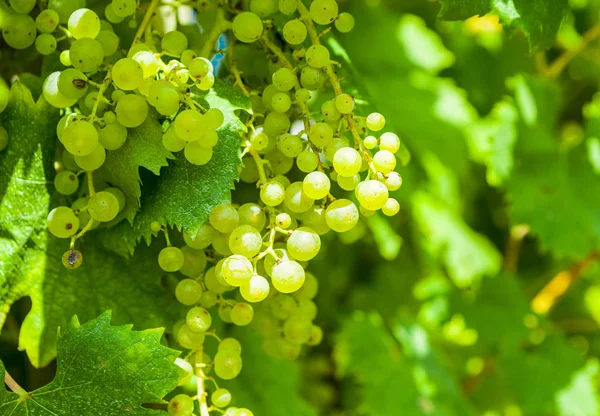 Közelről egy csomó fehér szőlő. Szőlőültetvények napos fehér érett fürtöket szőlő. Garda-tó Olaszország. — Stock Fotó