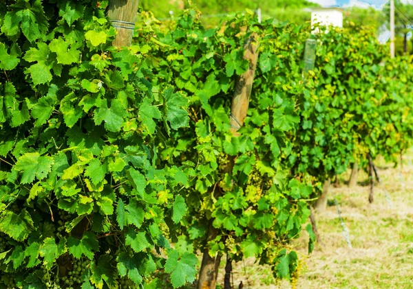Vignobles journée ensoleillée avec des grappes blanches mûres de raisins. Italie Lac de Garde . — Photo