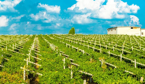 Viñedos día soleado con racimos blancos maduros de uvas. Italia Lago de Garda . — Foto de Stock