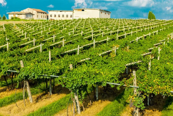 Viñedos día soleado con racimos blancos maduros de uvas. Italia Lago de Garda . — Foto de Stock