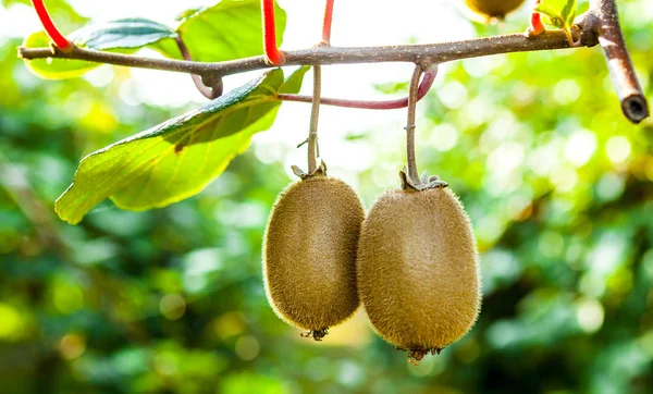 Close-up van rijpe kiwi fruit op de struiken. Agriturismo Italië — Stockfoto