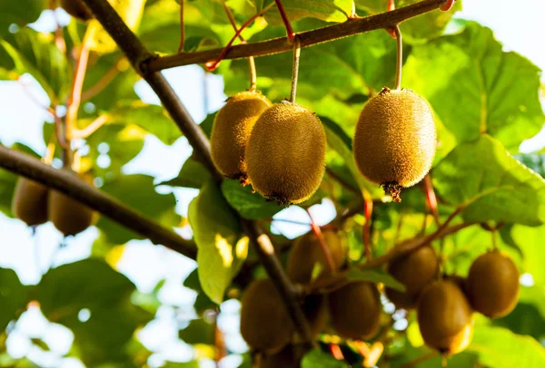 Frutos suculentos de kiwi. Kiwi em um ramo no jardim . — Fotografia de Stock