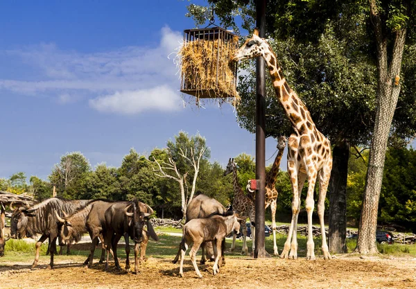 Giraffe sull'alimentazione nello zoo . — Foto Stock