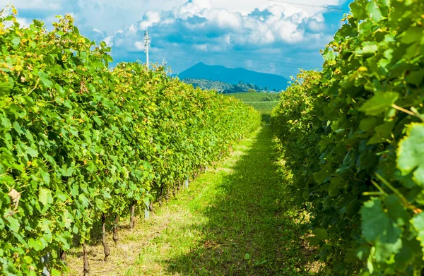 Vinhedos dia ensolarado com cachos brancos maduros de uvas. Itália Lago de Garda . — Fotografia de Stock