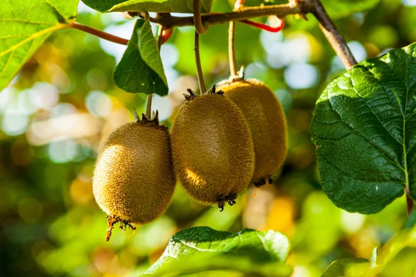 A bokrok gyümölcs érett kiwi részlete. Agritourism Olaszország — Stock Fotó