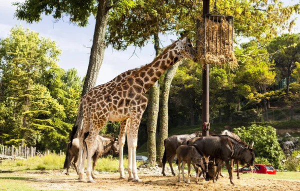 Giraffen op het voederen in de dierentuin. — Stockfoto