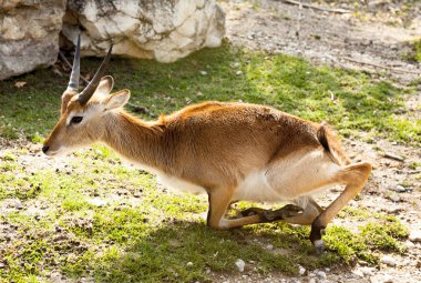 Springbok, ceylan. Savannah'ın bahçesinde ceylan yalan.
