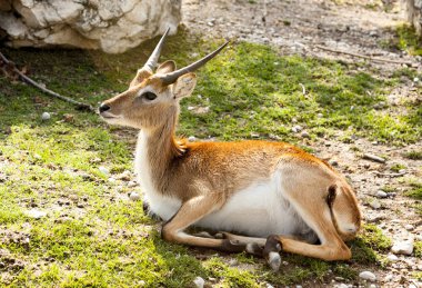 Springbok, ceylan. Savannah'ın bahçesinde ceylan yalan.