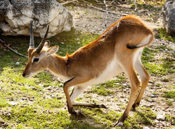 Springbok, Gazelle. La gazzella giace sul prato nella savana . — Foto Stock