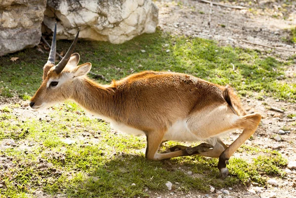 Springbok, Gazelle. La gazzella giace sul prato nella savana . — Foto Stock