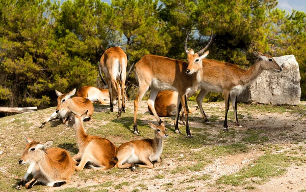 Rodina gazely. Antilopa skákavá, Gazelle. Gazela leží na trávníku v savaně. — Stock fotografie
