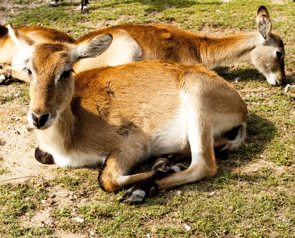 Famiglia di gazzelle. Springbok, Gazelle. La gazzella giace sul prato nella savana . — Foto Stock