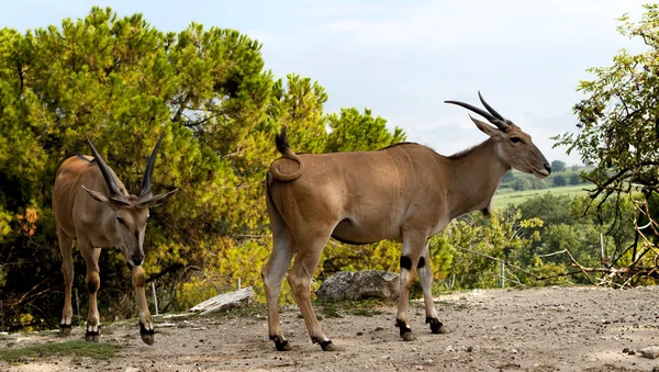 Famiglia di gazzelle. Springbok, Gazelle. La gazzella giace sul prato nella savana . — Foto Stock